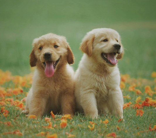 Why Your Dog Deserves a Personalized Bowl